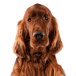 Irish-Setter