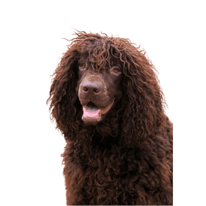 Irish-Water-Spaniel