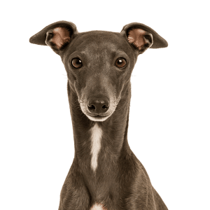 Italian-Greyhound