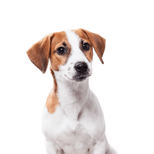Jack-Russell-Terrier