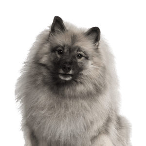 Keeshond