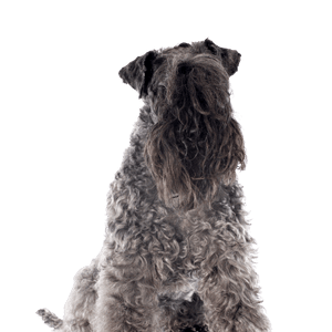Kerry-Blue-Terrier