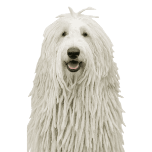 Komondor