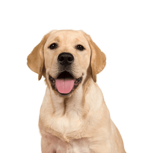 Labrador-Retriever