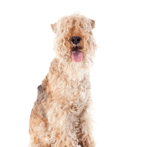 Lakeland-Terrier