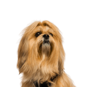 Lhasa Apso