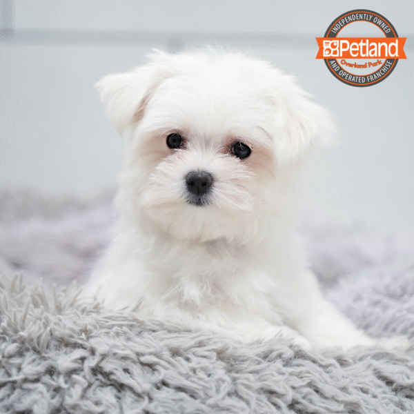 [#253104-04] White F Maltese Puppies for Sale