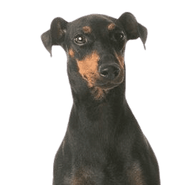 Manchester Terrier