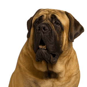 Mastiff