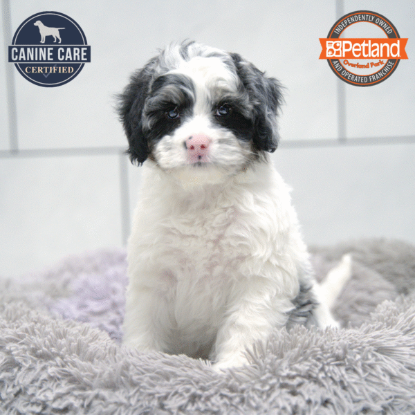 [#253098-04] Black / White M Bernedoodle Mini 2nd Gen Puppies for Sale