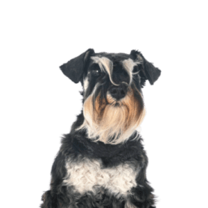 Mini Schnauzer