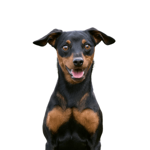 Miniature-Pinscher