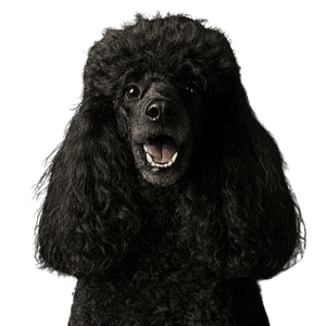 Miniature-Poodle