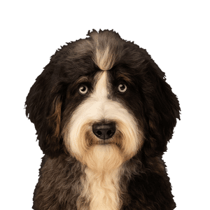 Miniature-Sheepadoodle