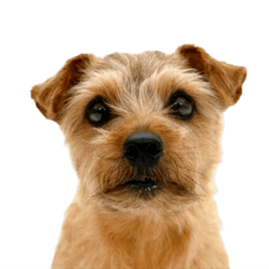 Norfolk Terrier