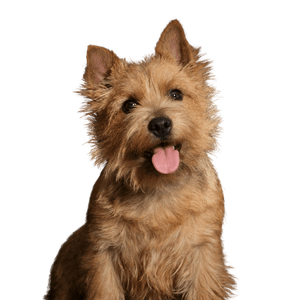 Norwich Terrier