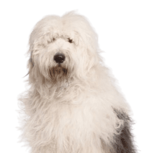 Old English Sheepdog