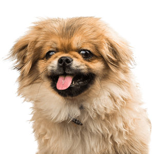 Pekingese