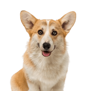 Pembroke-Welsh-Corgi
