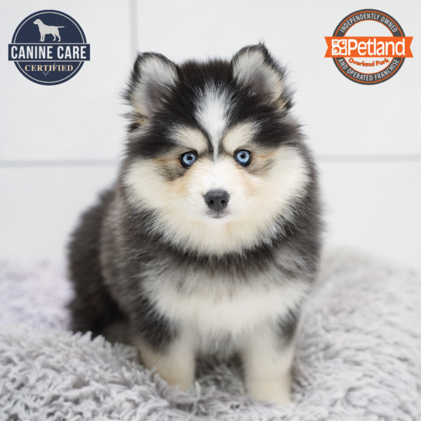 Pomsky-Dog-Female---Petland Overland Park, Kansas