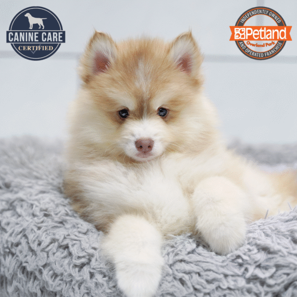 Pomsky-Dog-Female---Petland Overland Park, Kansas