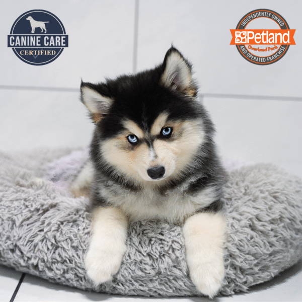 [#253050-01] Black / Tan M Pomsky Puppies for Sale