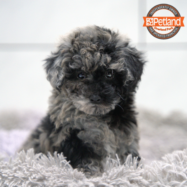 [#2568-02] Blue Merle F Poodle Mini Puppies for Sale