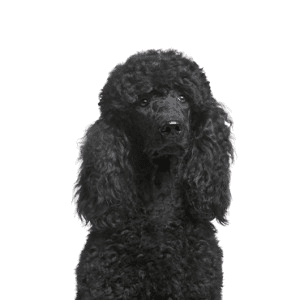 Poodle