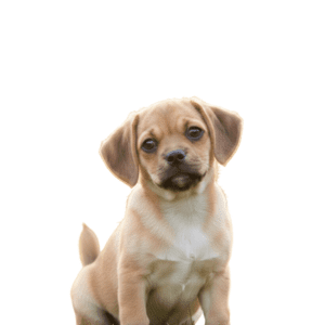 Puggle