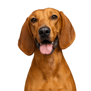 Redbone Coonhound