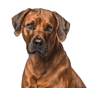 Rhodesian Ridgeback