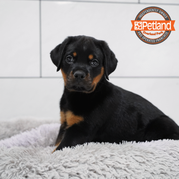 [#253145-01] Black / Tan M Rottweiler Puppies for Sale