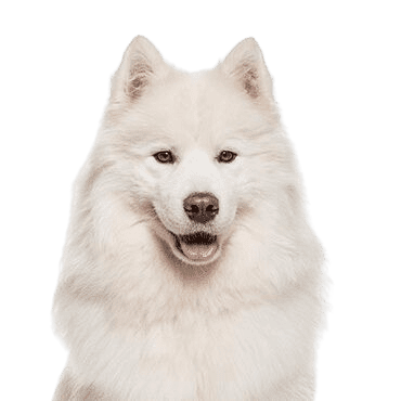 Samoyed