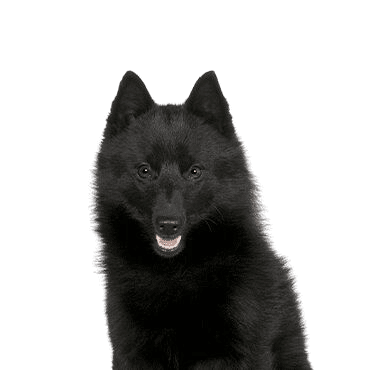Schipperke
