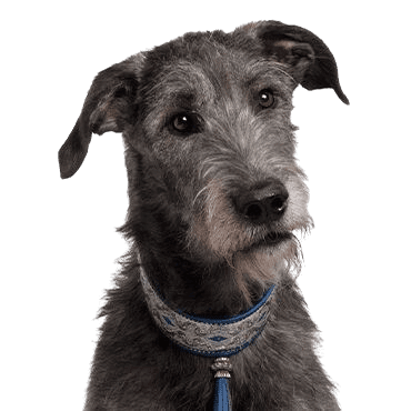 Scottish Deerhound
