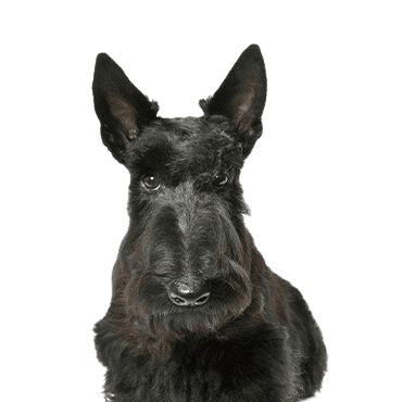 Scottish Terrier