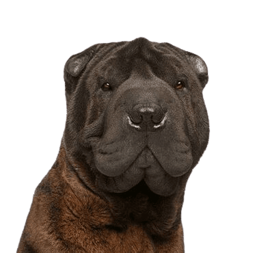 Shar Pei