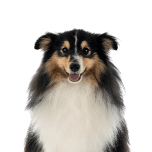 Shetland Sheepdog