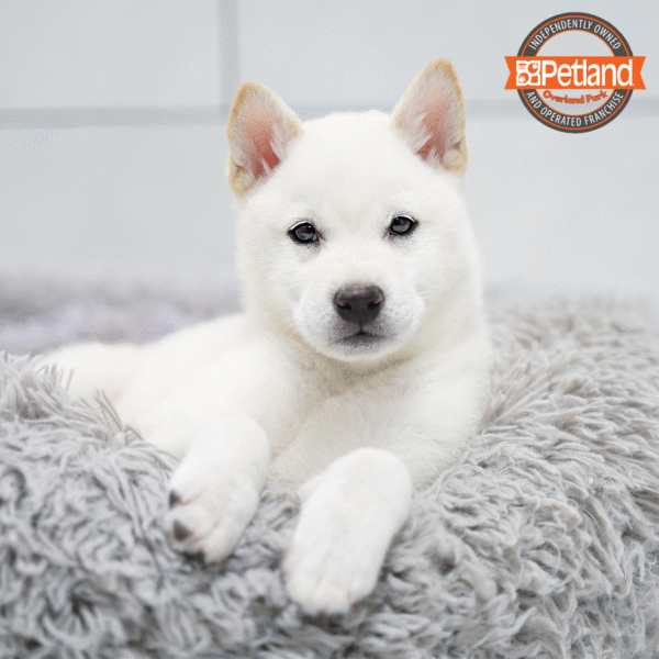 [#253149-01] Cream M Shiba Inu Puppies for Sale