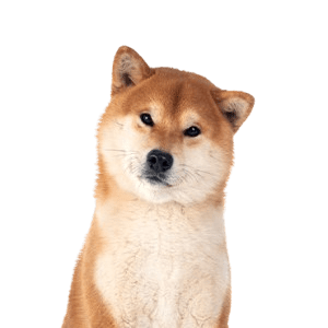 Shiba Inu