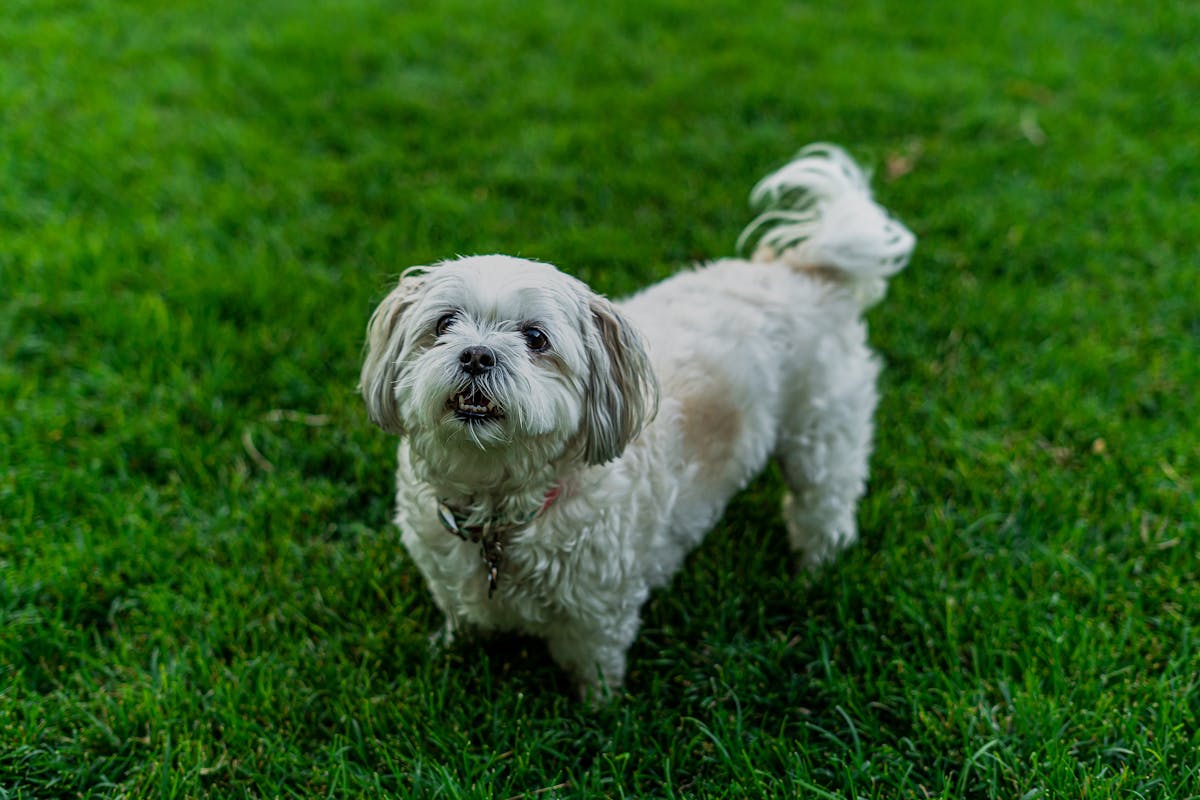 Shih Tzu Grooming Tips for a Healthy and Tangle Free Coat