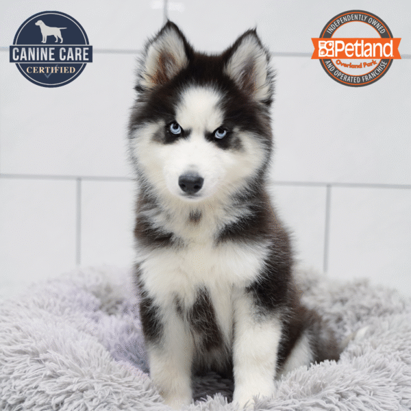 Siberian Husky-Dog-Male---Petland Overland Park, Kansas