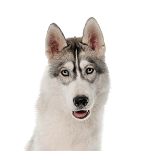 Siberian Husky
