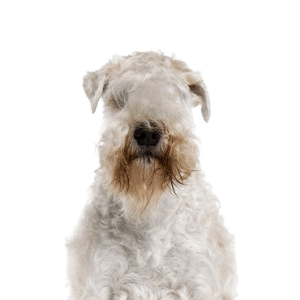 Soft Coated Wheaten Terrier