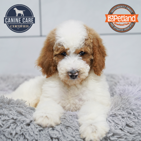 [#253326-01] Red / White M Poodle Standard Puppies for Sale