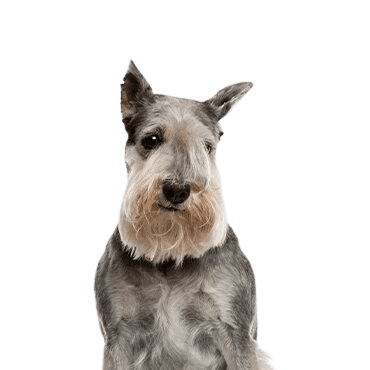 Standard-Schnauzer