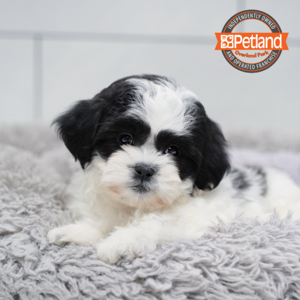 [#253122-03] Black / White F Teddy Bear Puppies for Sale