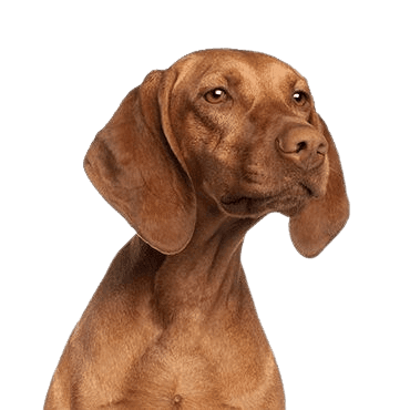 Vizsla