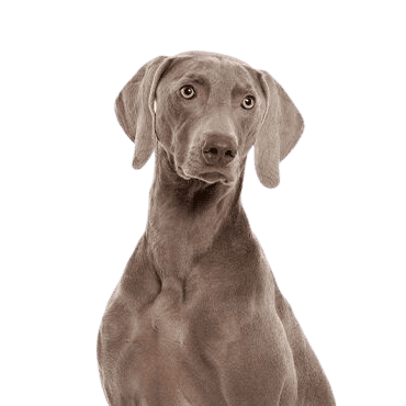 Weimaraner