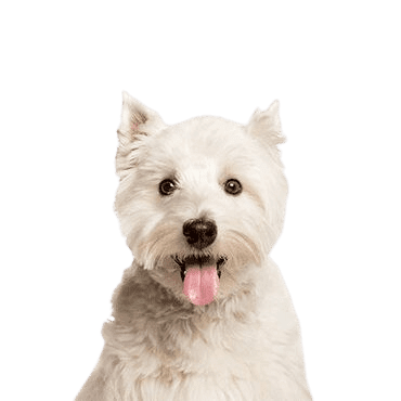 West Highland Terrier